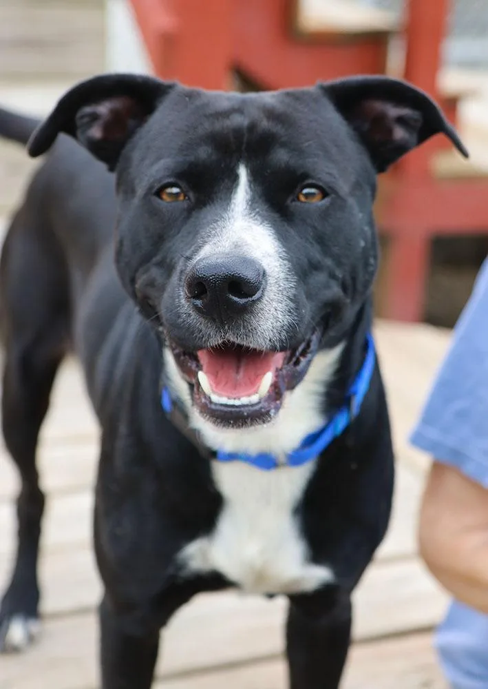A young medium-sized male White / Cream Labrador Retriever dog named Folklore for adoption in Kansas City, KS