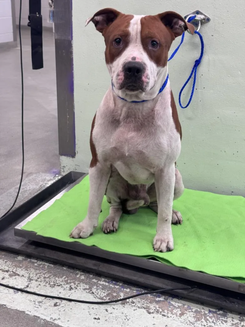 A young large-sized male Staffordshire Bull Terrier dog named Wilbur for adoption in Houston, TX