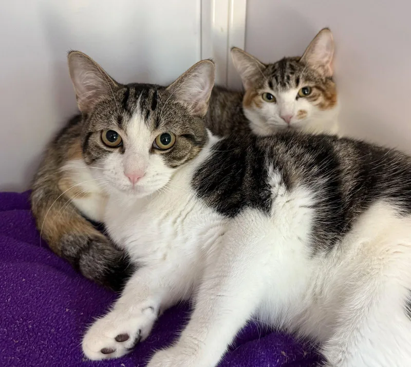 A young medium-sized female Domestic Short Hair cat named Alysa & Ilya for adoption in Alexandria, VA