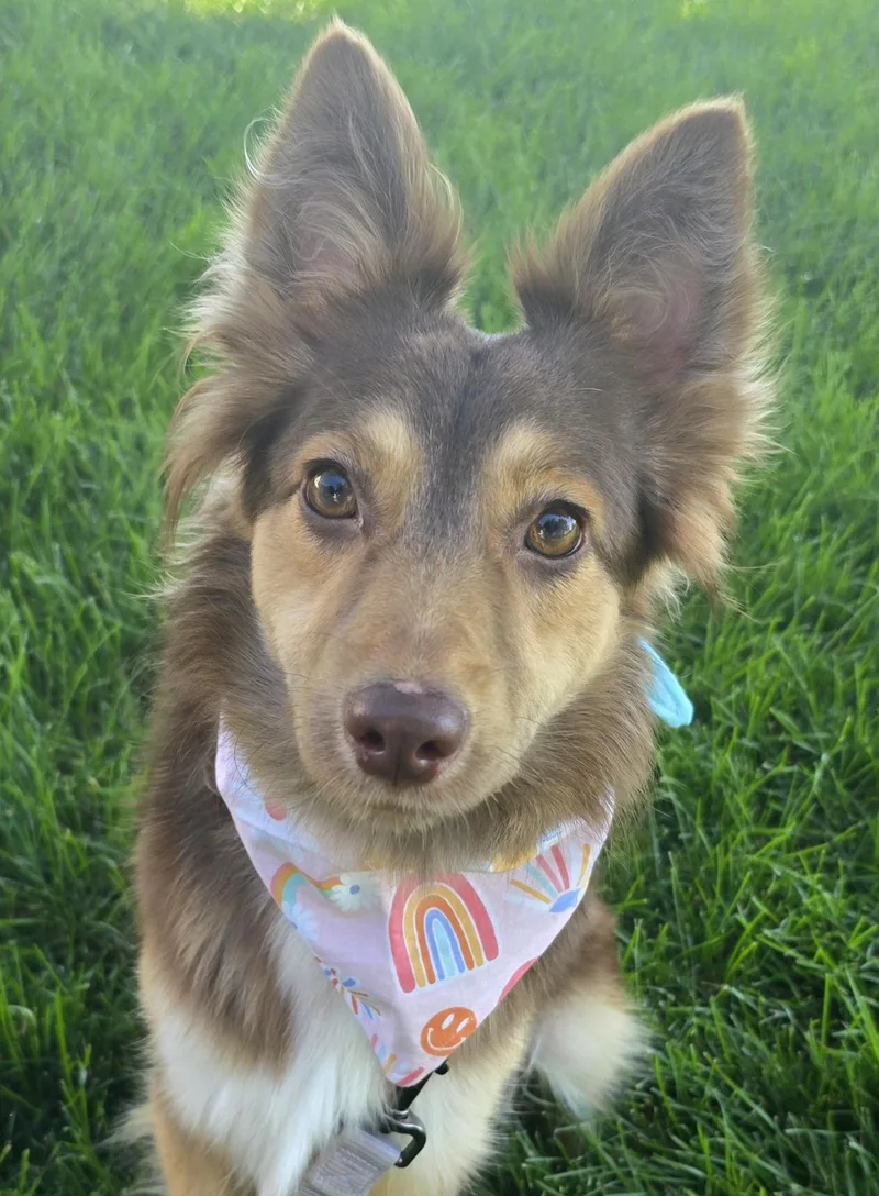 A young medium-sized female Australian Shepherd dog named Bindi for adoption in Cedar Rapids, IA