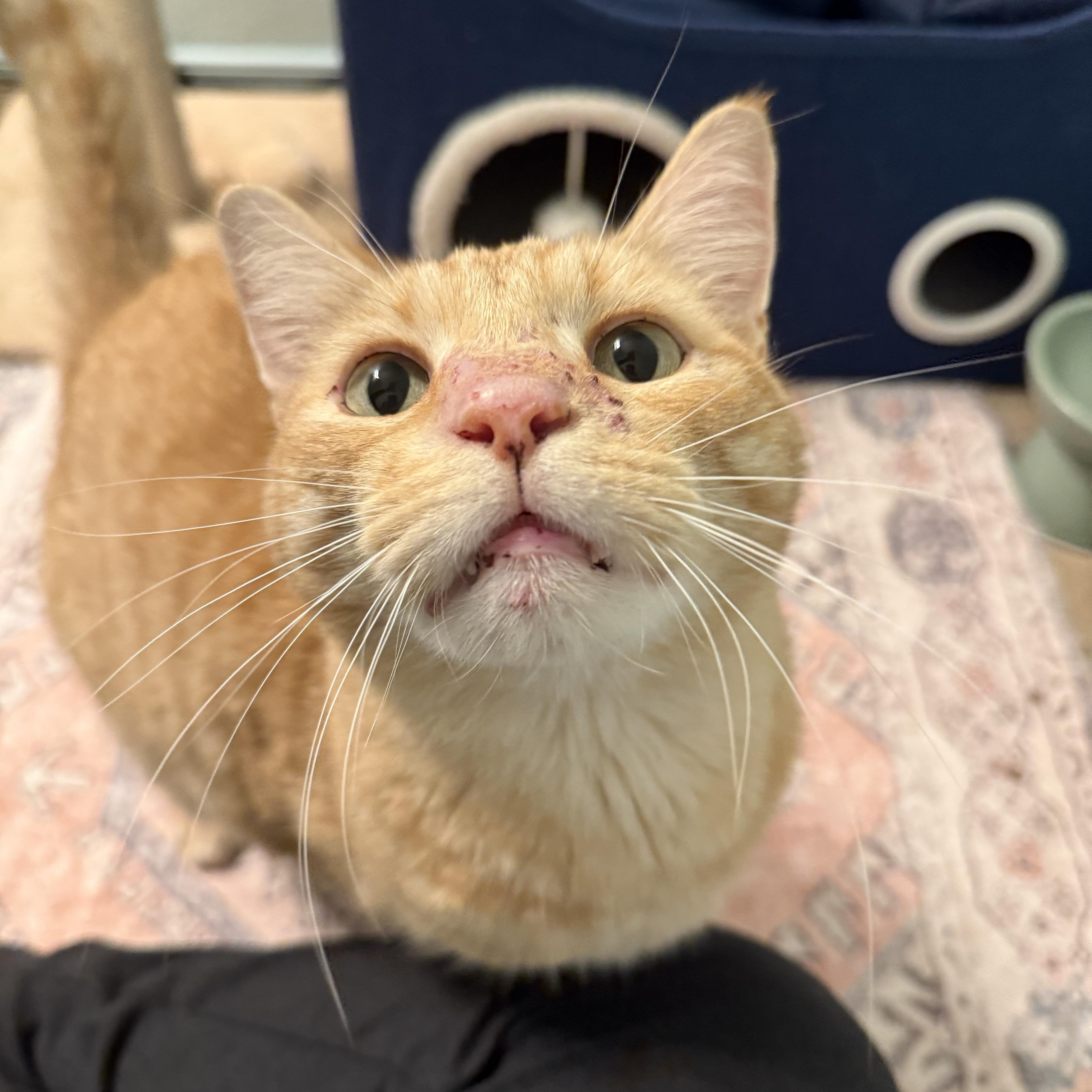 An adult large-sized male Orange & White Domestic Short Hair cat named Pancho for adoption in Chandler, AZ