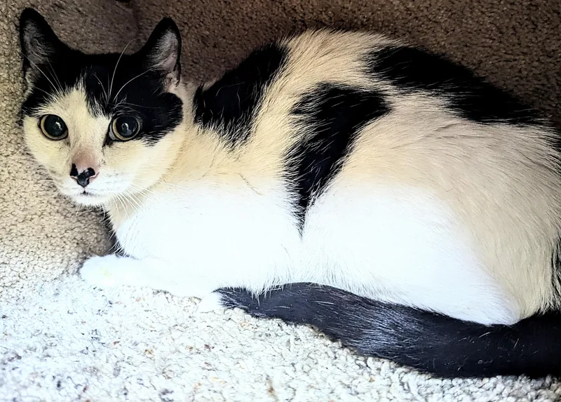 A young medium-sized female Black Domestic Short Hair cat named Freida for adoption in Jackson, GA