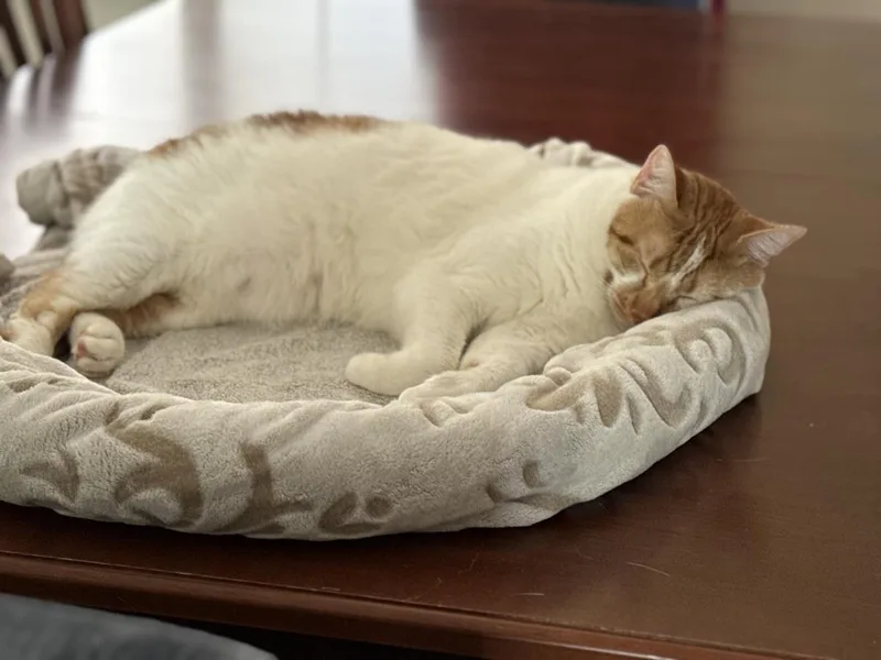 An adult medium-sized female Orange / Red Domestic Short Hair cat named April for adoption in La Jolla, CA