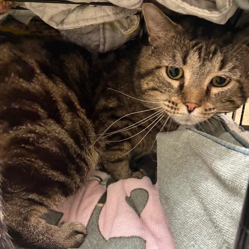 An adult large-sized male Gray / Blue / Silver Domestic Short Hair cat named Hermes for adoption in Harrisonburg, VA