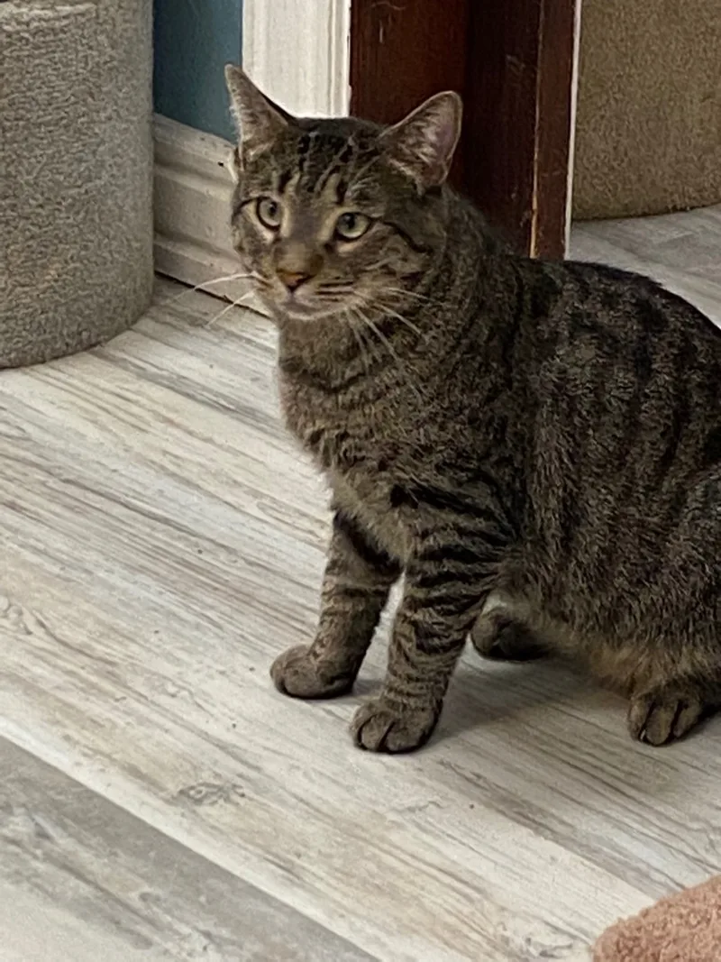 An adult medium-sized male Tabby (Brown / Chocolate) Tiger cat named Grandpa for adoption in Freeport, NY
