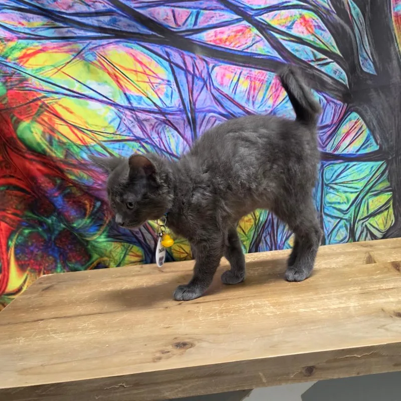A baby small-sized male Gray / Blue / Silver Domestic Short Hair cat named Duckie Man for adoption in Normal, IL