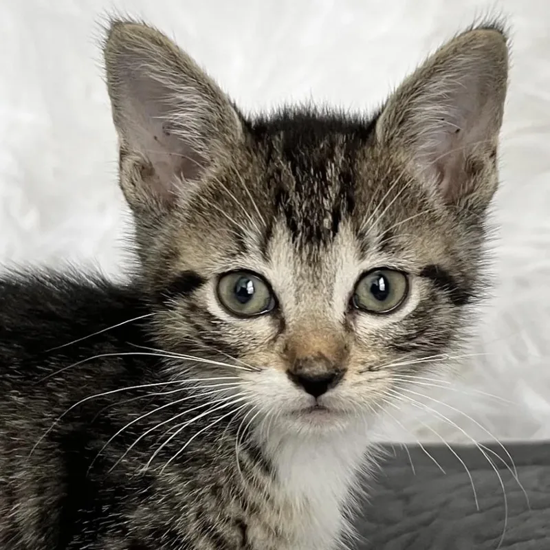 A baby small-sized female Brown / Chocolate Domestic Short Hair cat named Savannah for adoption in Orlando, FL