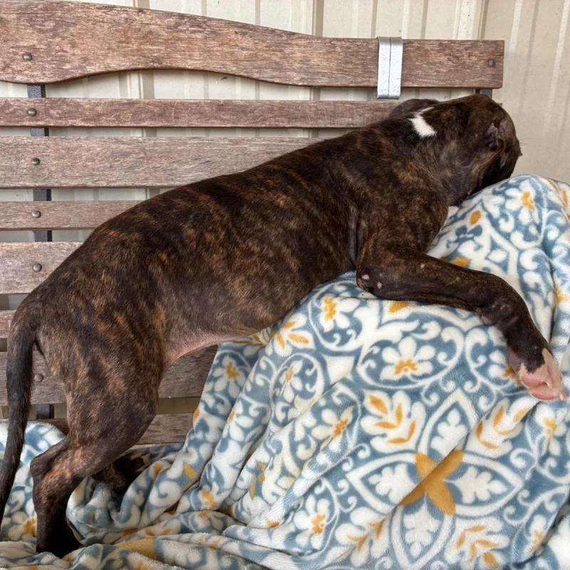 A baby small-sized male Brindle Mixed Breed dog named Levi for adoption in Buffalo, MN
