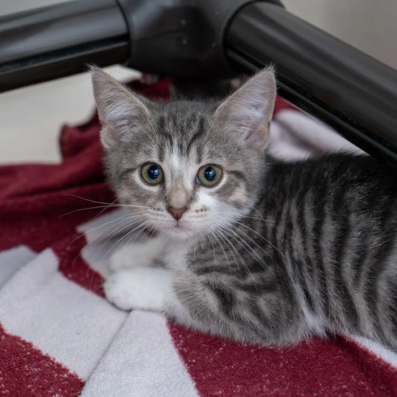 A baby small-sized female Gray / Blue / Silver Domestic Short Hair cat named Kelsie for adoption in New York, NY