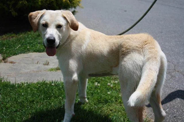 A senior medium-sized female Labrador Retriever dog named Bella AKA Hope for adoption in Burnsville, NC