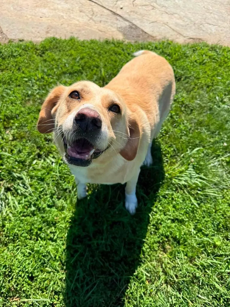 Bella AKA Hope thumbnail 3