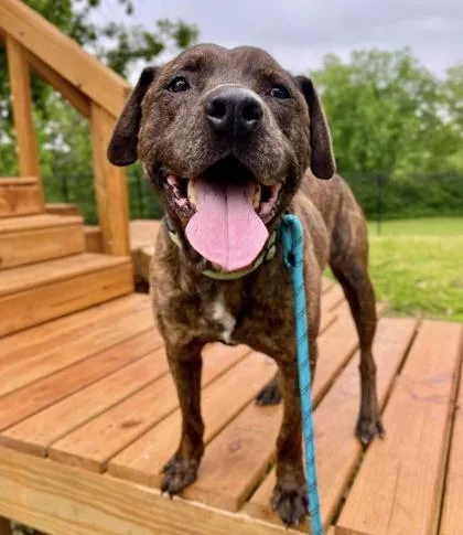 A senior large-sized male Brown / Chocolate Mixed Breed dog named Whopper for adoption in Kansas City, MO
