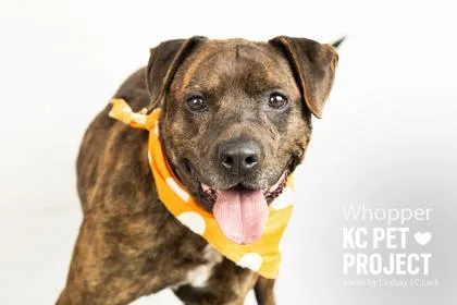 Whopper thumbnail 2