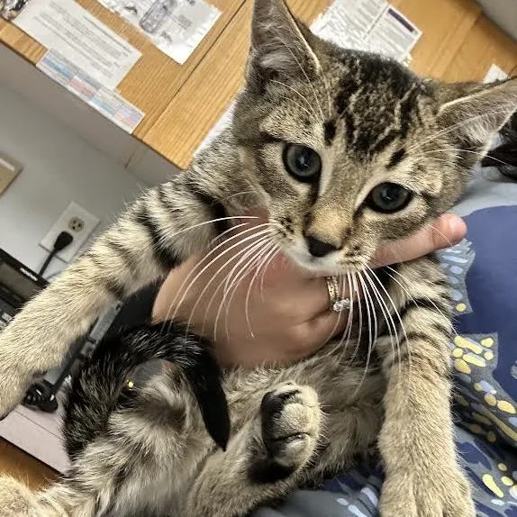 A baby small-sized male Brown / Chocolate Domestic Short Hair cat named Bert for adoption in Durango, CO