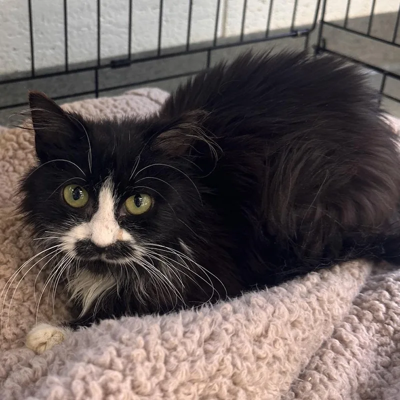 Licc'em Low Lisa thumbnail 2