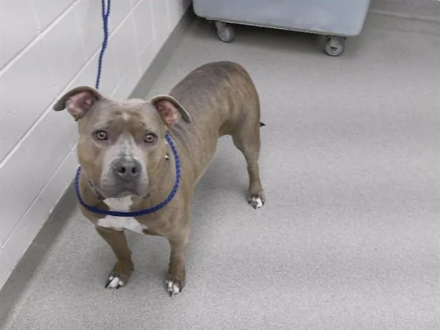 An adult large-sized female Boxer dog named Gracie for adoption in Omaha, NE