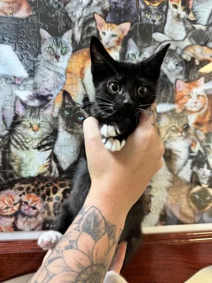 A baby small-sized male Domestic Short Hair cat named Ming for adoption in Brunswick, GA