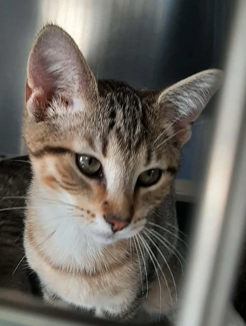 A baby medium-sized female Tabby (Brown / Chocolate) Domestic Short Hair cat named Pearl for adoption in Georgetown, OH