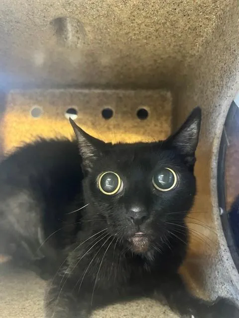 A young medium-sized female Domestic Short Hair cat named Minnie for adoption in Downey, CA