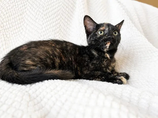 Buttercup thumbnail 5