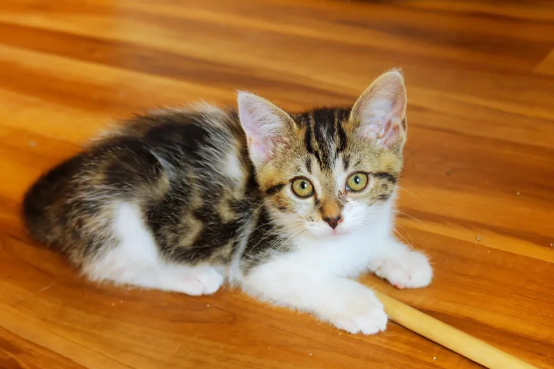 A baby medium-sized female Domestic Short Hair cat named Serenity for adoption in Urbana, OH