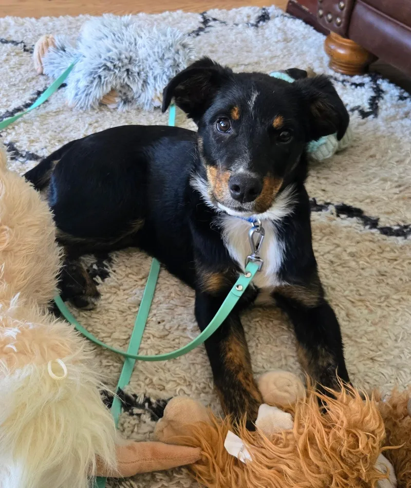 A baby medium-sized male Tricolor (Brown, Black, & White) Border Collie dog named Beau for adoption in Alexandria, VA
