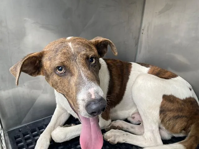 A young medium-sized male Mixed Breed dog named Patch Adams for adoption in Dallas, TX