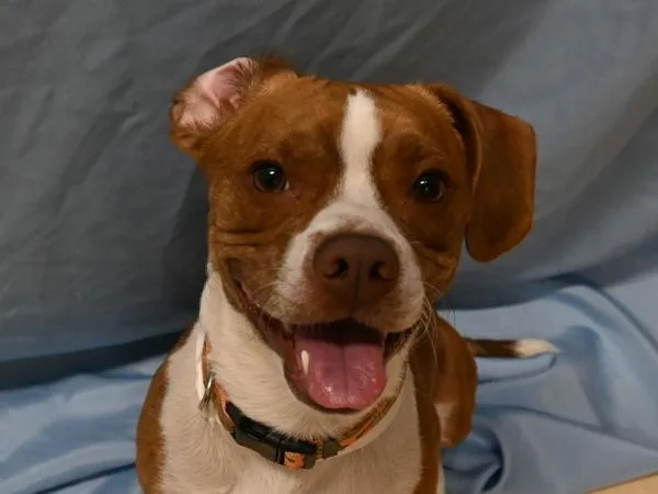 A young medium-sized male Beagle dog named Pringles for adoption in Portland, OR