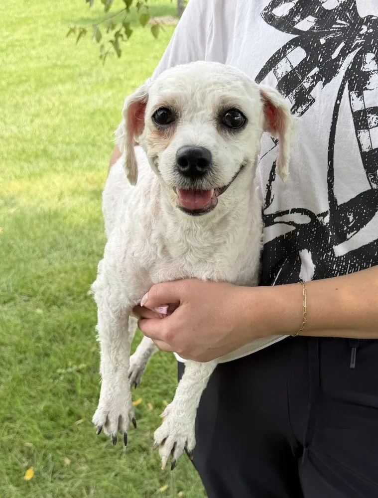 June Bichon
