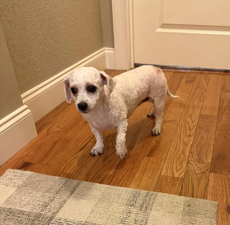 June Bichon thumbnail 2