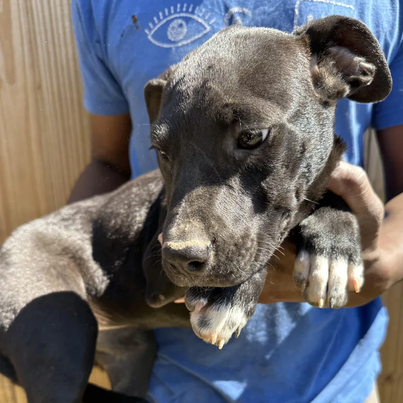 Bean  Local April thumbnail 2