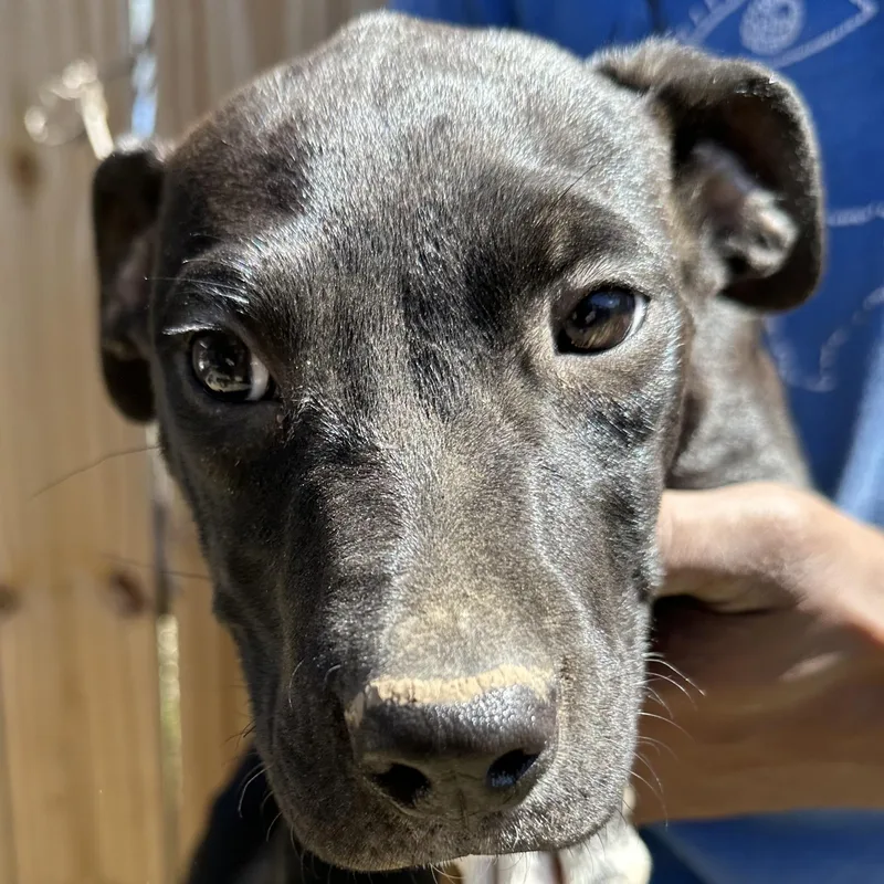 Bean  Local April thumbnail 3