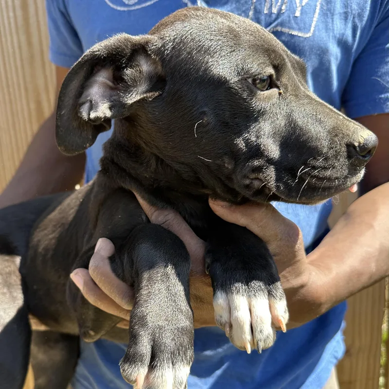 Bean  Local April thumbnail 4