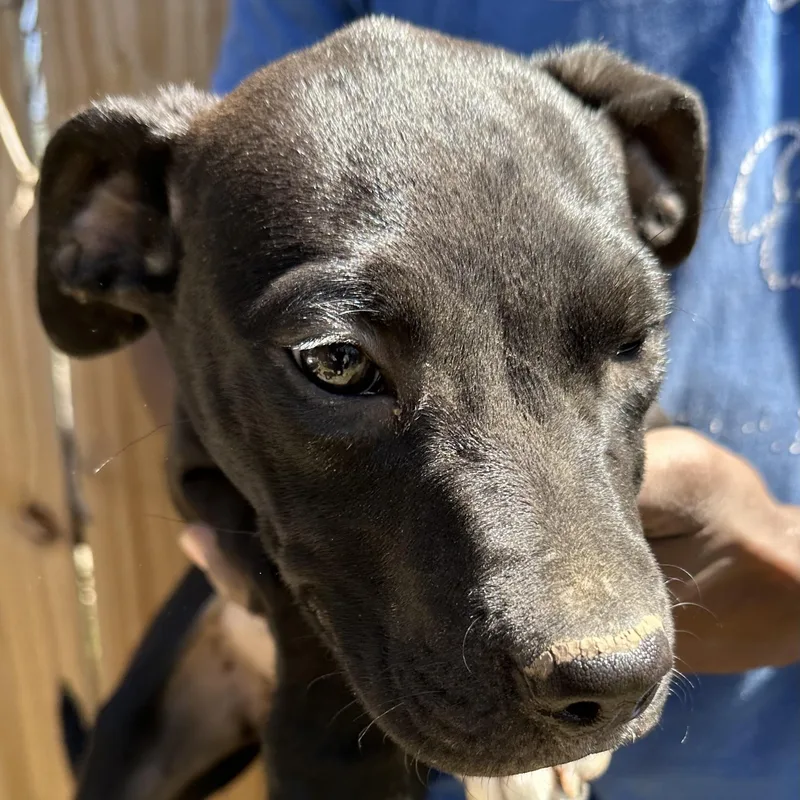 Bean  Local April thumbnail 5