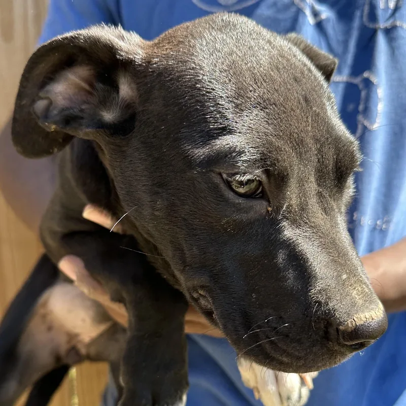 Bean  Local April thumbnail 6