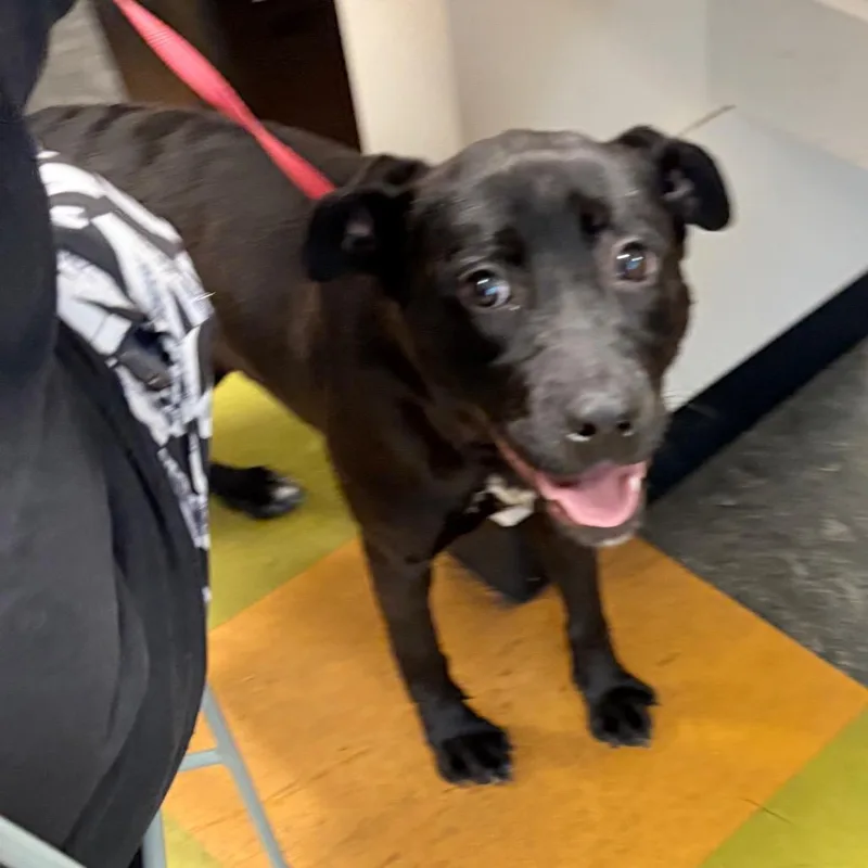 An adult medium-sized female Black Mixed Breed dog named Astra for adoption in Philadelphia, PA