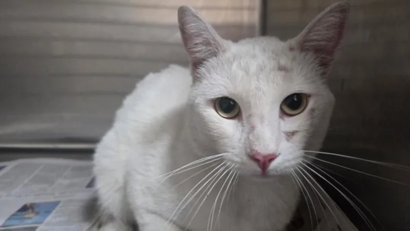 An adult large-sized male Domestic Long Hair cat named Angel for adoption in Los Angeles, CA