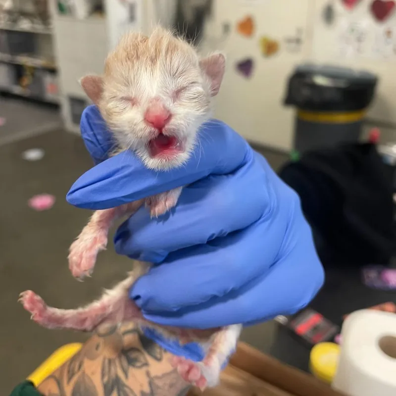 A baby small-sized female Buff / Tan / Fawn Domestic Medium Hair cat named Coral for adoption in Spokane, WA