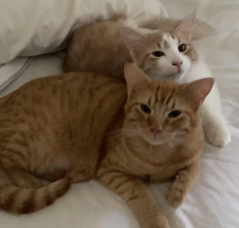 A young medium-sized male Orange / Red Domestic Short Hair cat named Biscotti for adoption in Irving, TX