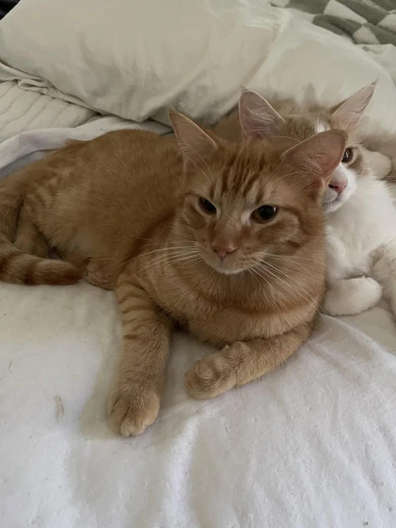 Biscotti thumbnail 2