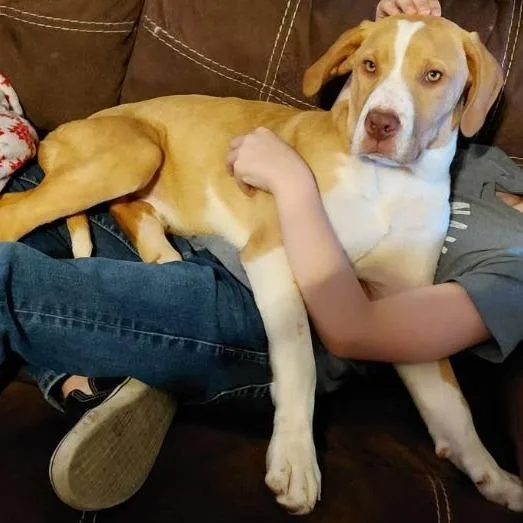 Wildfire thumbnail 2