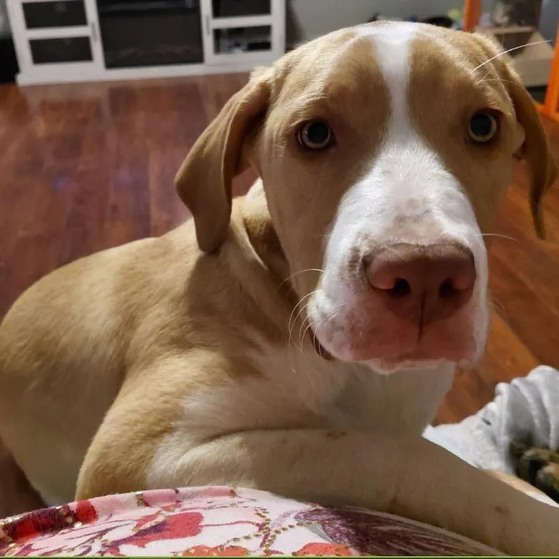 Wildfire thumbnail 3