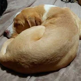 Wildfire thumbnail 4