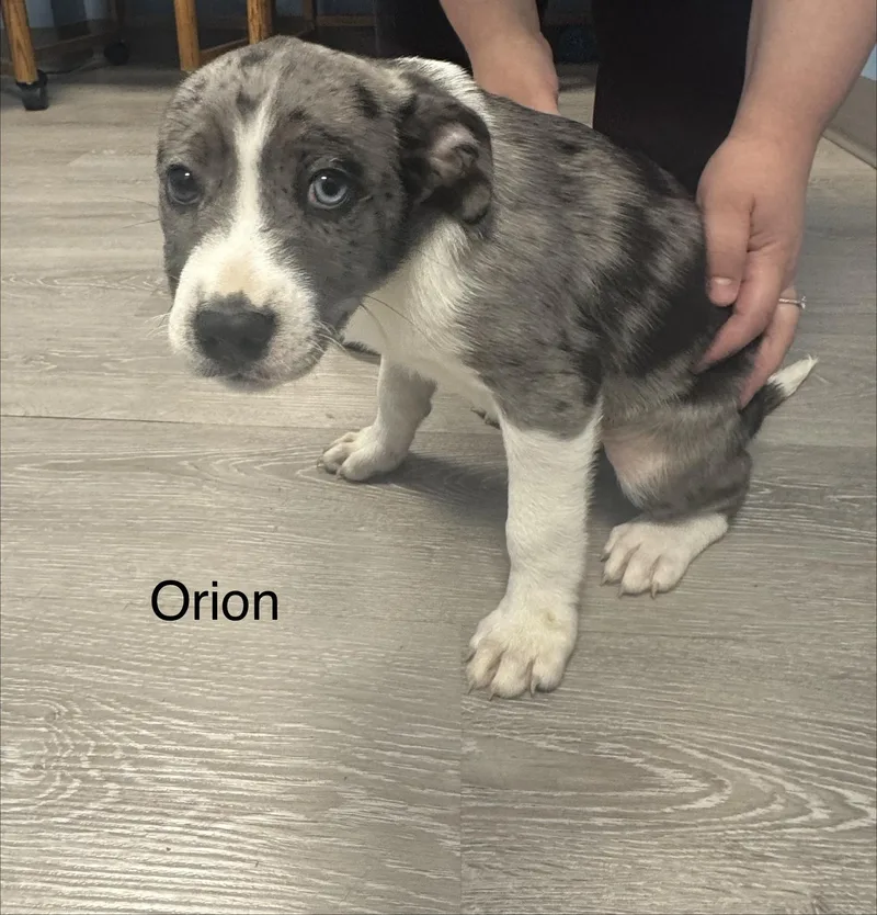 A baby medium-sized male White / Cream Hound dog named Orion for adoption in Ulster, PA