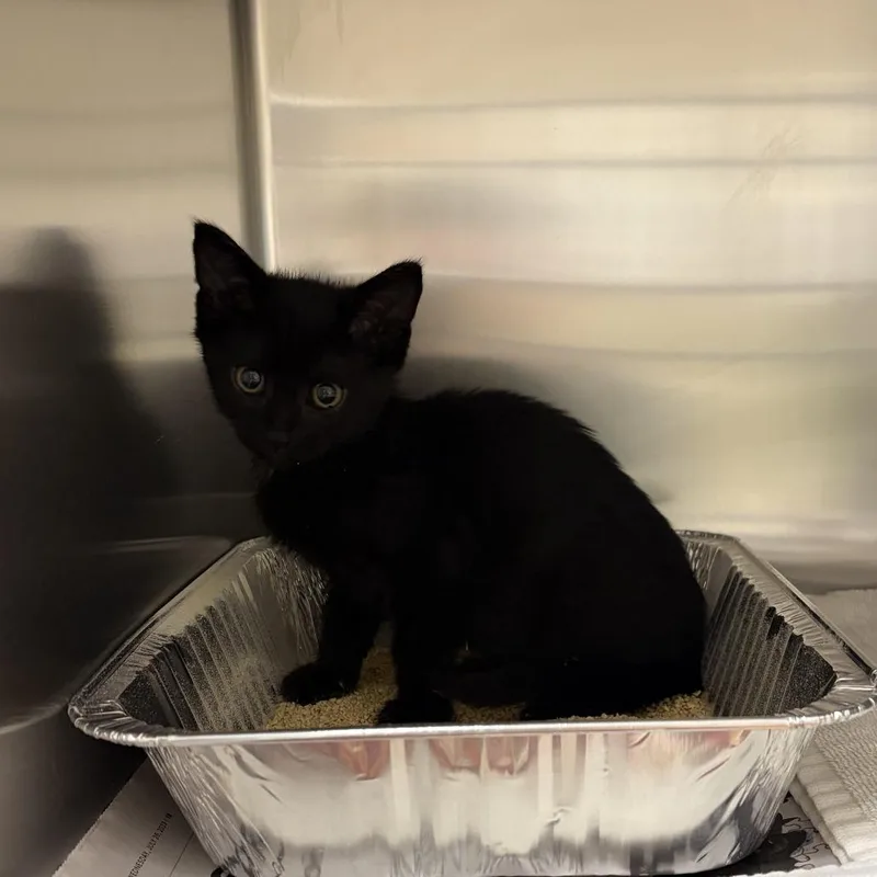 A baby small-sized male Black Domestic Short Hair cat named Scapegoat for adoption in Asheville, NC