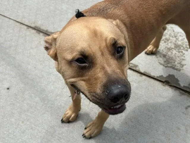 A young large-sized male Pit Bull Terrier dog named Cujo for adoption in Tulsa, OK
