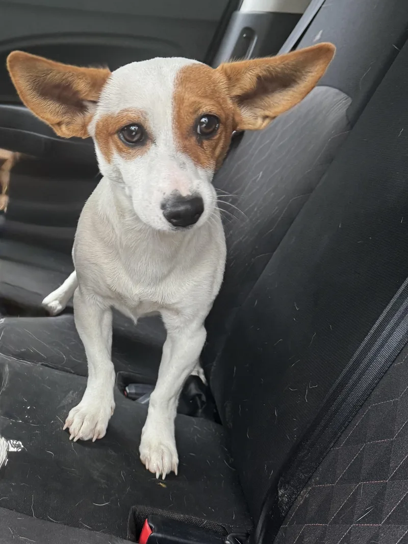 A young small-sized male Corgi dog named Ricky for adoption in Navarre, FL