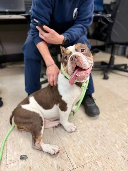 An adult medium-sized female Boxer dog named Barb Marley for adoption in Washington, DC