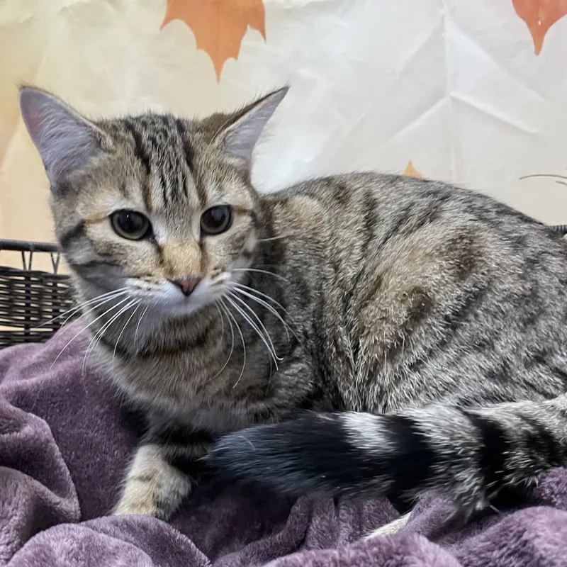 A young medium-sized female Brown / Chocolate Domestic Short Hair cat named Harriet for adoption in Henderson, NV