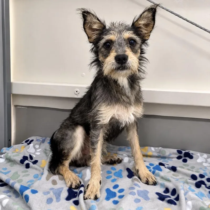 A young small-sized male Gray / Blue / Silver Terrier dog named Wicket for adoption in Fredericksburg, TX
